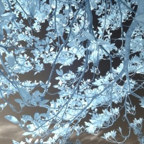 美丽的红外摄影---树