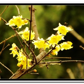 也拍腊梅花（二）