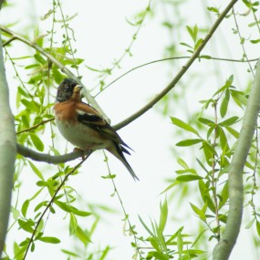 【拍的是个鸟啊】