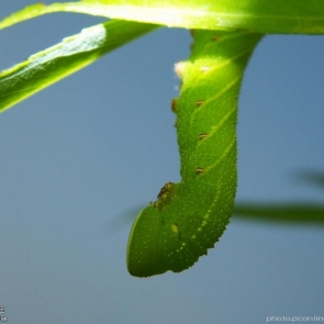 倒挂金钩_航海王基德