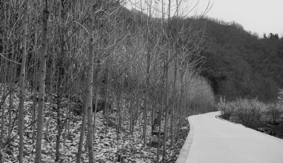 11年春的油菜花--华阳古镇