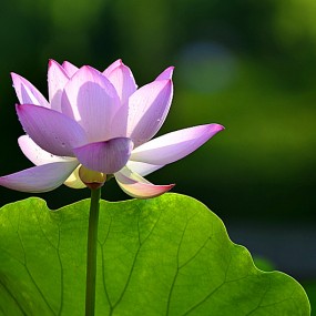 丰庆公园拍荷花2013