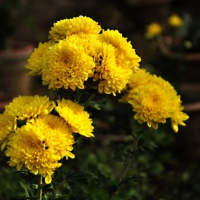 第一次拍菊----请狠批