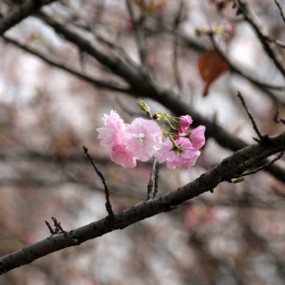 0319青龙寺的樱花