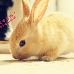 兔子_航海王基德 摄影