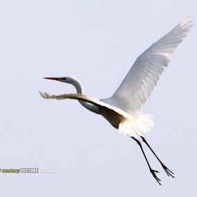 【追拍鸬、鹤】