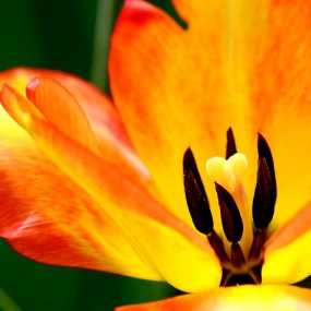 郁金香之花蕊  二