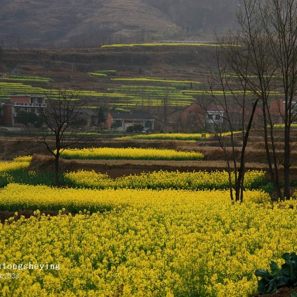 观赏陕西汉阴万亩油菜花