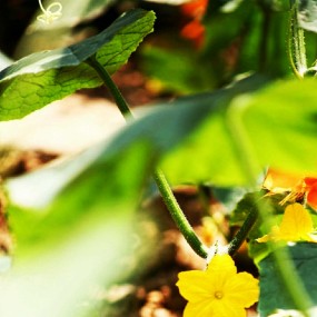 我种的黄瓜开花了