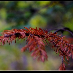 10月黄柏塬随拍