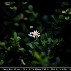 今天拍的小花草（请教小小花的学名）
