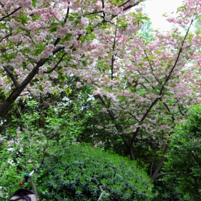 樱花，樱花！