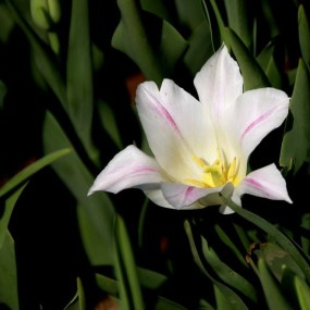 高洁秀丽郁金香