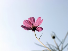 0728 湿地外拍 --小刘摄影