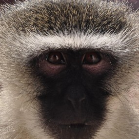 有图有真相——猴子