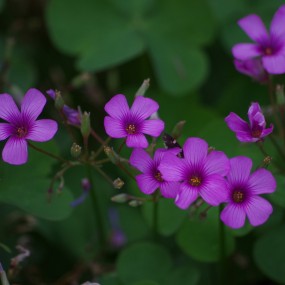 城市运动公园打鸟