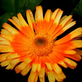 松山湖--淞湖花海