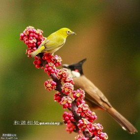 和谐相处，不离不弃！