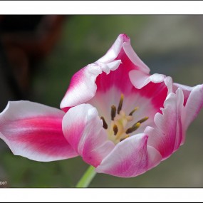 <郁金香> (微距)