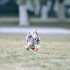 开年宠物大聚会