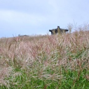 那么静，那么美 济州岛的那片芦苇