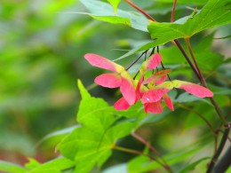 小清新——中华槭