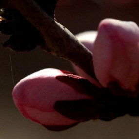 陕北神木杏花开了