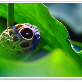 菏花一代一代奉献