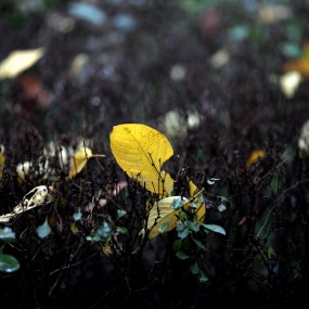 雨停之际，沿着浐灞西路再次前往世园会