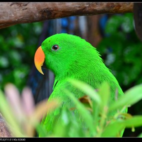 动物世界----飞禽