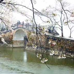 黿头渚烟雨樱花