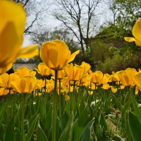 兴庆公园郁金香