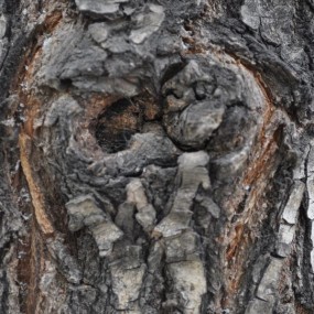 树身体上的癌症