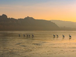 黄河湿地大天鹅过冬区掠影1