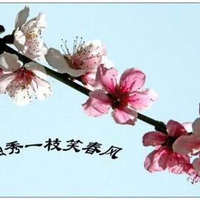 独秀一枝笑春风,
