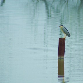首次尝试拍摄【夜鹭】
