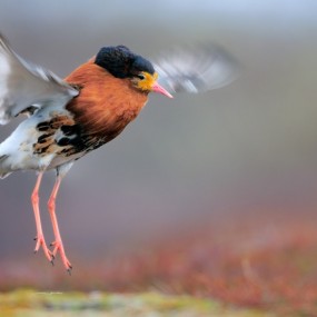 Werner Bollmann 野生动物摄影