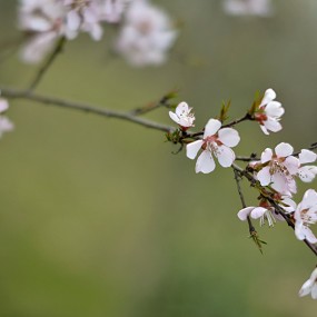 万像更新·花卉练习2012,3,26