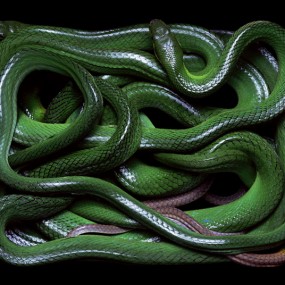 Guido Mocafico 蛇的艺术