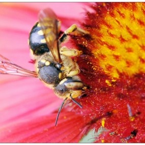 学习微距-抓拍小蜜蜂