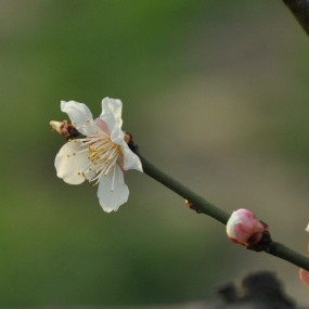 花卉摄影艺术（二）