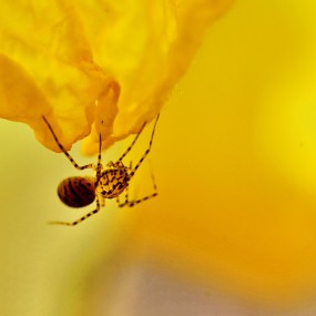 花脸蜘蛛与跳蛛