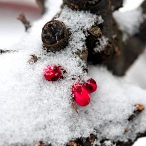 马  年  新  春  梅  展