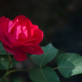 月季只应天上物，四时荣谢色常同。