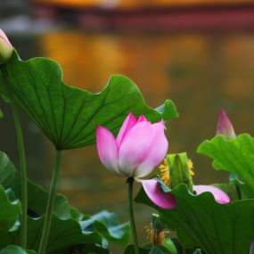 丰庆公园，也拍荷花