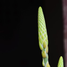 芦荟就要开花了！！