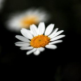 微距下的小花一组