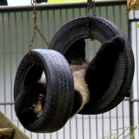 顽皮的小“国宝”