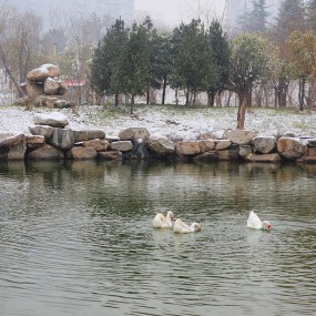 冬天鸭子也秀水
