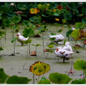 2013.6.24莲湖公园